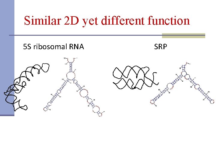 Similar 2 D yet different function 5 S ribosomal RNA SRP 