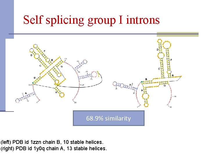Self splicing group I introns 68. 9% similarity (left) PDB id 1 zzn chain