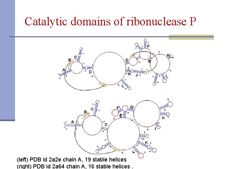 Catalytic domains of ribonuclease P (left) PDB id 2 a 2 e chain A,