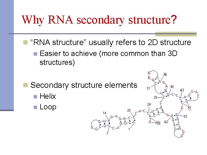 Why RNA secondary structure? n “RNA structure” usually refers to 2 D structure n