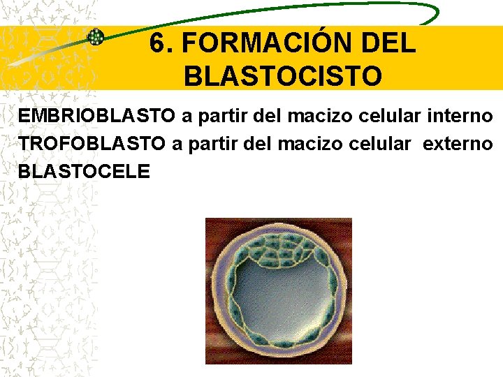 6. FORMACIÓN DEL BLASTOCISTO EMBRIOBLASTO a partir del macizo celular interno TROFOBLASTO a partir