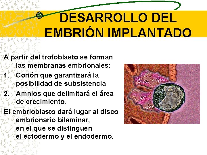 DESARROLLO DEL EMBRIÓN IMPLANTADO A partir del trofoblasto se forman las membranas embrionales: 1.