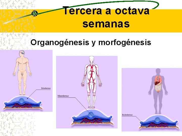 Tercera a octava semanas Organogénesis y morfogénesis 