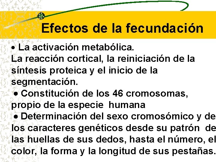 Efectos de la fecundación · La activación metabólica. La reacción cortical, la reiniciación de