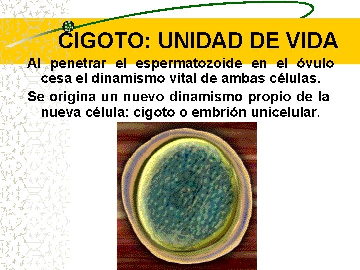 CIGOTO: UNIDAD DE VIDA Al penetrar el espermatozoide en el óvulo cesa el dinamismo