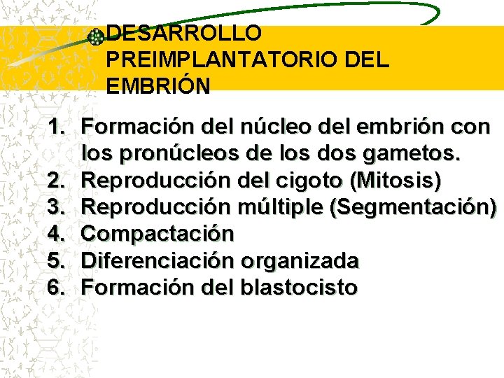 DESARROLLO PREIMPLANTATORIO DEL EMBRIÓN 1. Formación del núcleo del embrión con los pronúcleos de
