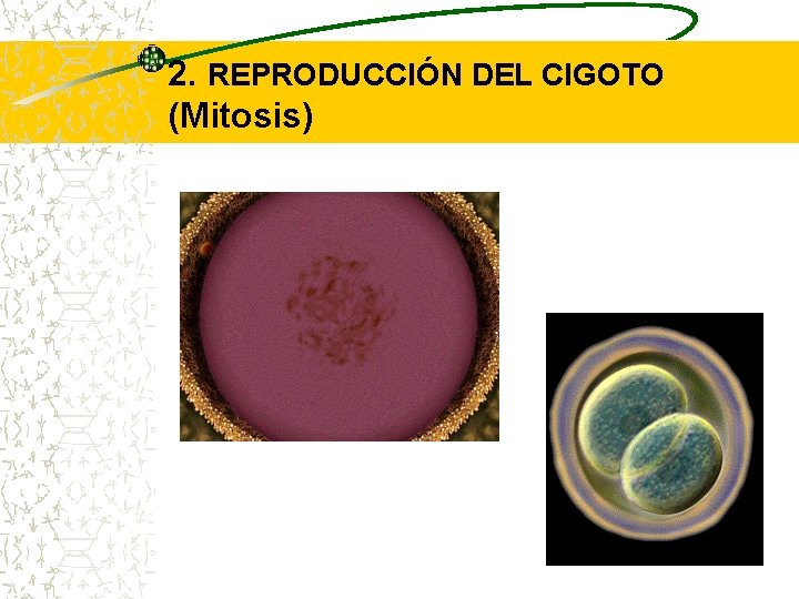 2. REPRODUCCIÓN DEL CIGOTO (Mitosis) 