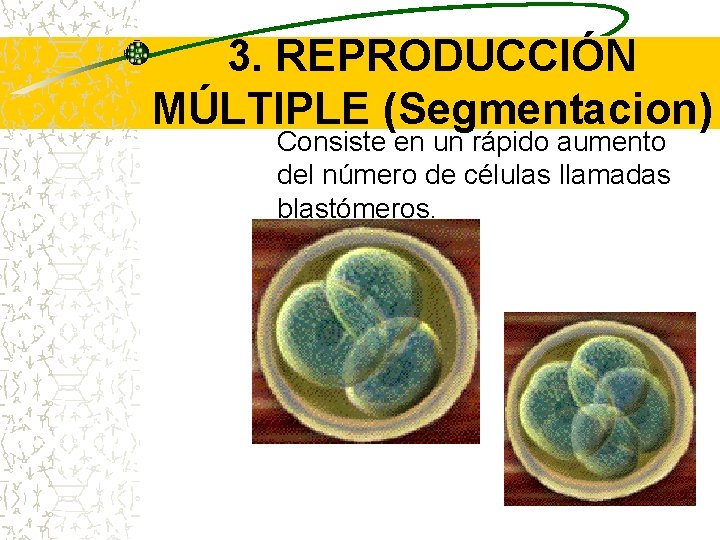 3. REPRODUCCIÓN MÚLTIPLE (Segmentacion) Consiste en un rápido aumento del número de células llamadas