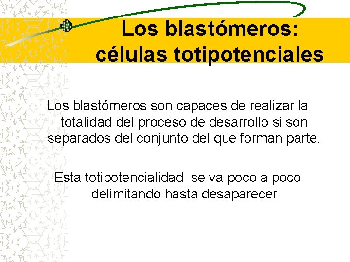 Los blastómeros: células totipotenciales Los blastómeros son capaces de realizar la totalidad del proceso