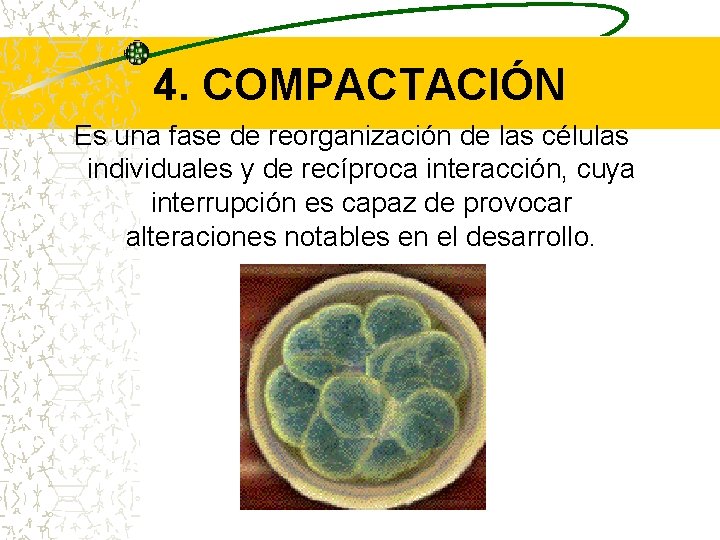 4. COMPACTACIÓN Es una fase de reorganización de las células individuales y de recíproca