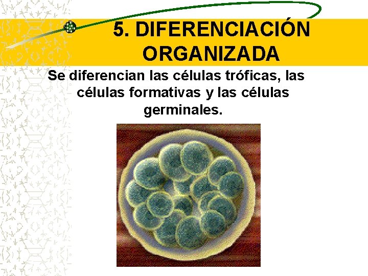 5. DIFERENCIACIÓN ORGANIZADA Se diferencian las células tróficas, las células formativas y las células