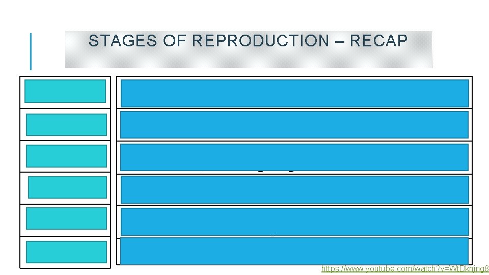 STAGES OF REPRODUCTION – RECAP Ovulation The female produces an egg (ovum) Copulation Male