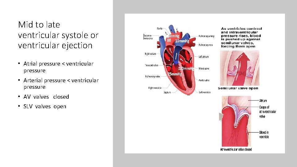 Mid to late ventricular systole or ventricular ejection • Atrial pressure < ventricular pressure