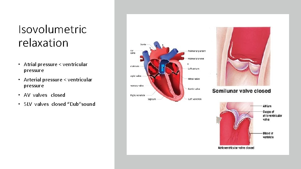 Isovolumetric relaxation • Atrial pressure < ventricular pressure • Arterial pressure < ventricular pressure