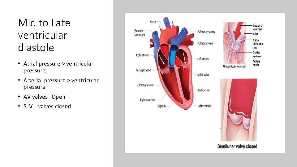 Mid to Late ventricular diastole • Atrial pressure > ventricular pressure • Arterial pressure