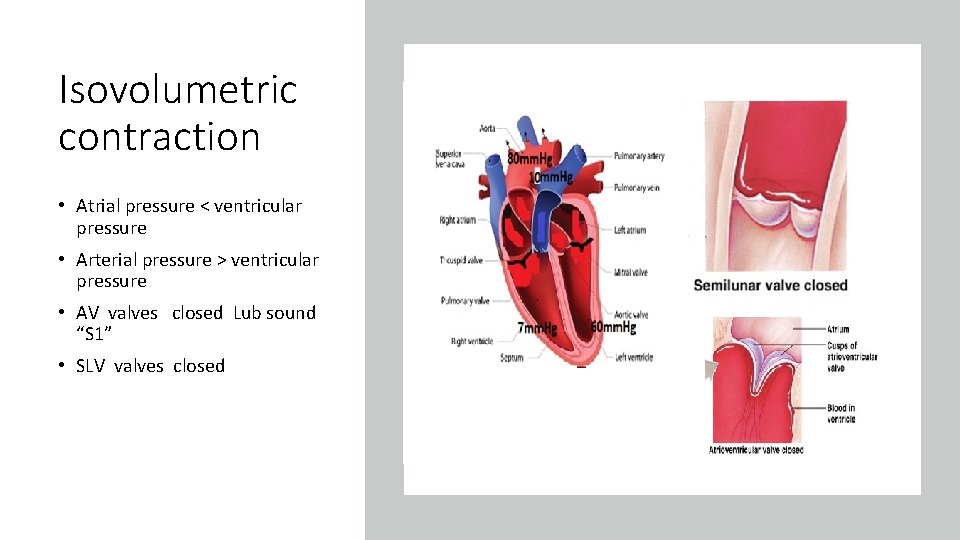 Isovolumetric contraction • Atrial pressure < ventricular pressure • Arterial pressure > ventricular pressure