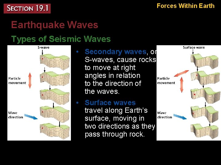 Forces Within Earthquake Waves Types of Seismic Waves • Secondary waves, or S-waves, cause