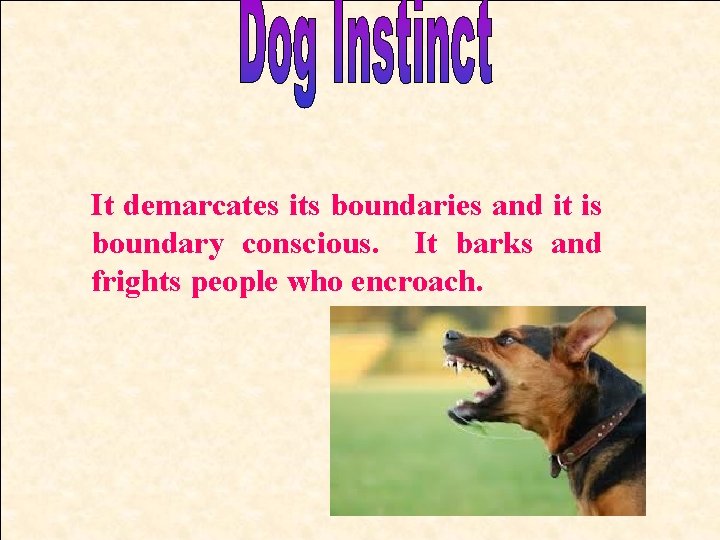 It demarcates its boundaries and it is boundary conscious. It barks and frights people