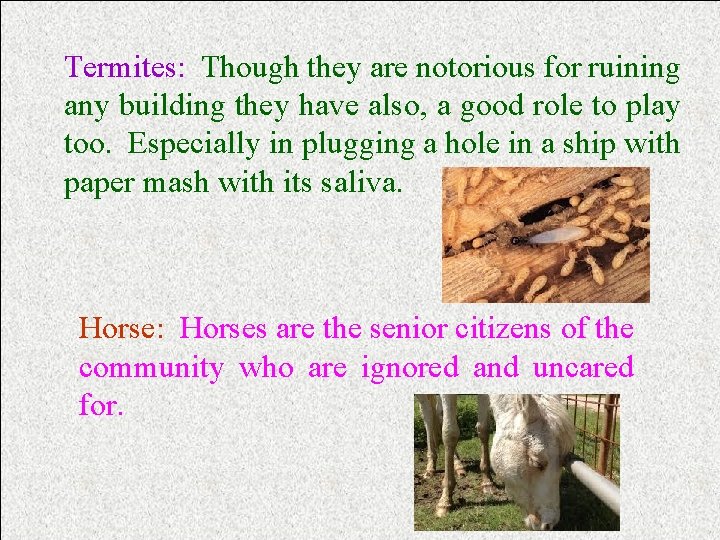 Termites: Though they are notorious for ruining any building they have also, a good