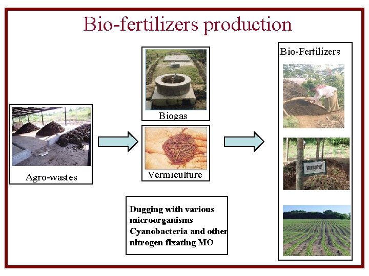 Bio-fertilizers production Bio-Fertilizers Biogas Agro-wastes Vermiculture Dugging with various microorganisms Cyanobacteria and other nitrogen