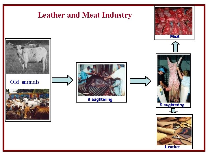 Leather and Meat Industry Meat Old animals Slaughtering Leather 