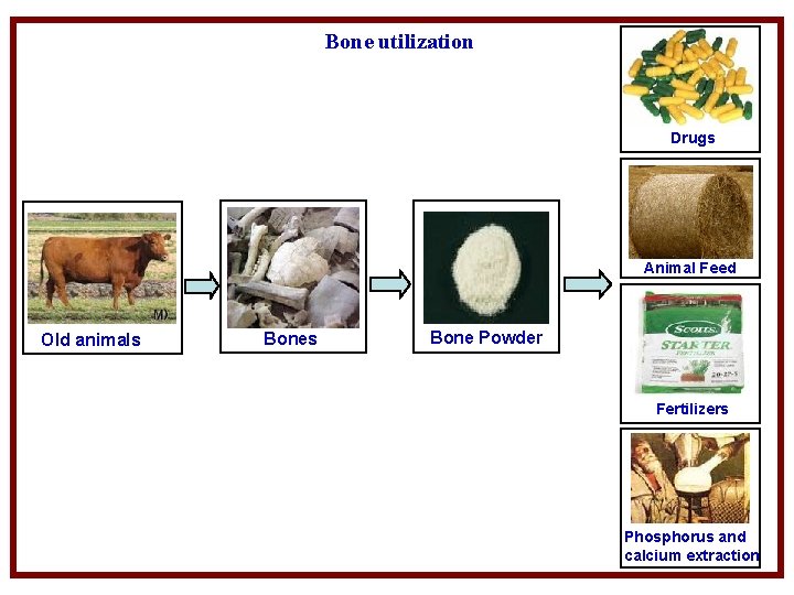 Bone utilization Drugs Animal Feed Old animals Bone Powder Fertilizers Phosphorus and calcium extraction