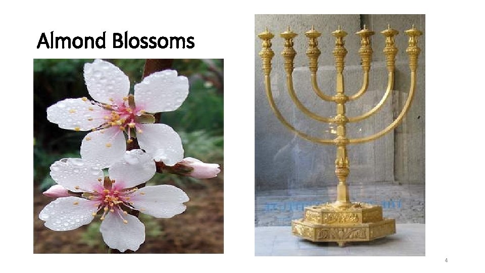 Almond Blossoms 4 