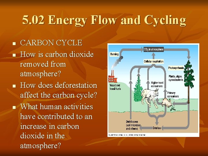5. 02 Energy Flow and Cycling n n CARBON CYCLE How is carbon dioxide