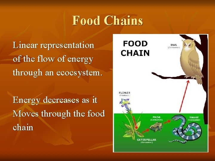 Food Chains Linear representation of the flow of energy through an ecocsystem. Energy decreases