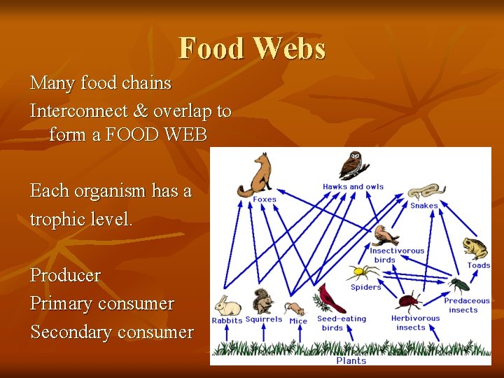 Food Webs Many food chains Interconnect & overlap to form a FOOD WEB Each