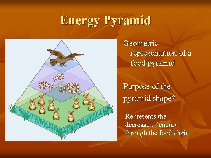 Energy Pyramid n n n Geometric representation of a food pyramid. Purpose of the