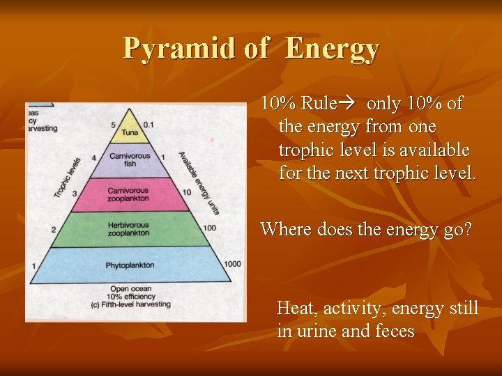 Pyramid of Energy 10% Rule only 10% of the energy from one trophic level