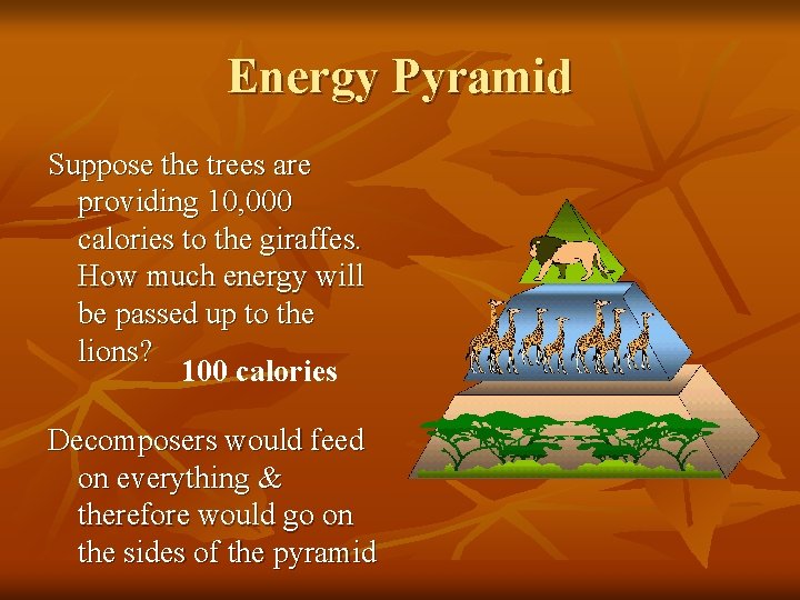 Energy Pyramid Suppose the trees are providing 10, 000 calories to the giraffes. How