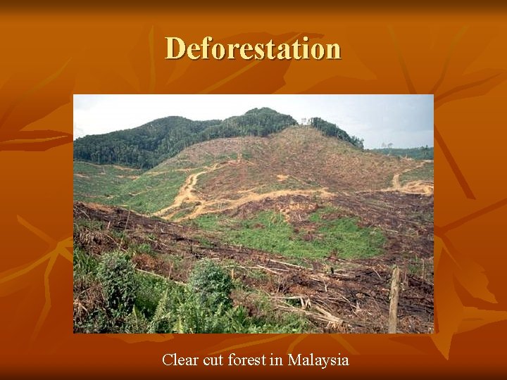 Deforestation Clear cut forest in Malaysia 