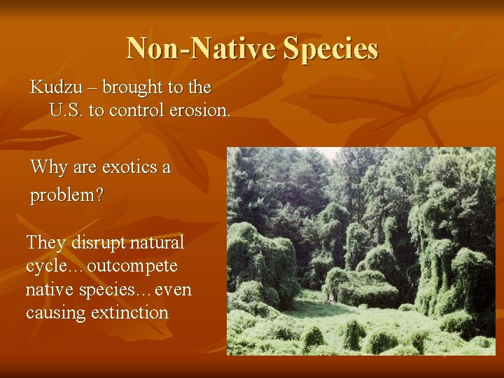 Non-Native Species Kudzu – brought to the U. S. to control erosion. Why are