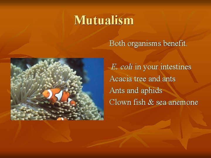 Mutualism Both organisms benefit. E. coli in your intestines Acacia tree and ants Ants
