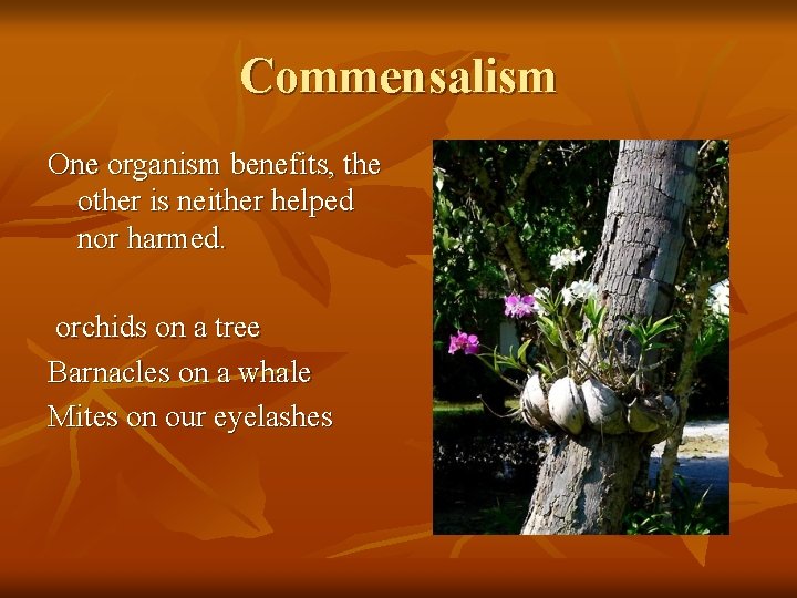 Commensalism One organism benefits, the other is neither helped nor harmed. orchids on a