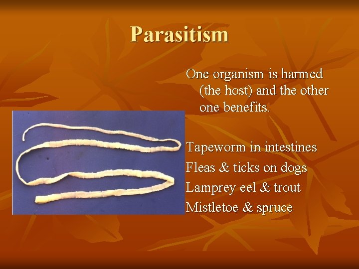Parasitism One organism is harmed (the host) and the other one benefits. Tapeworm in