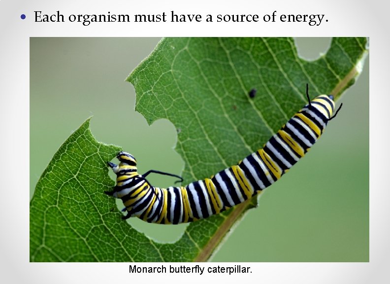  • Each organism must have a source of energy. Monarch butterfly caterpillar. 