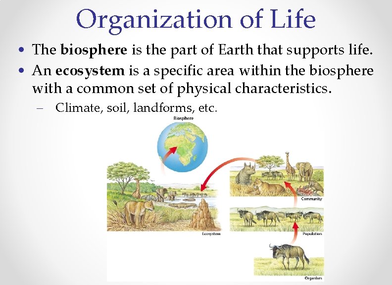 Organization of Life • The biosphere is the part of Earth that supports life.