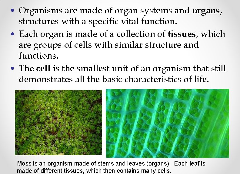  • Organisms are made of organ systems and organs, structures with a specific