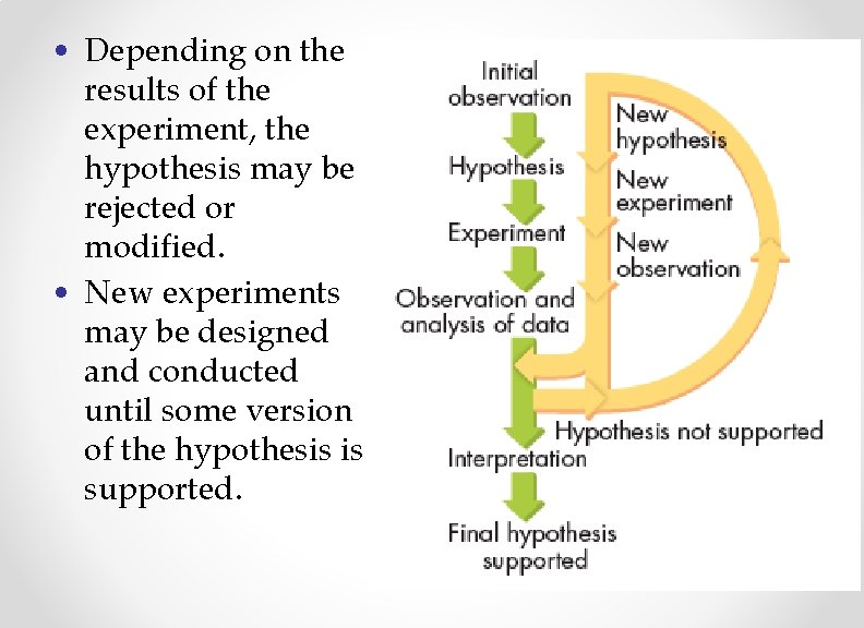  • Depending on the results of the experiment, the hypothesis may be rejected