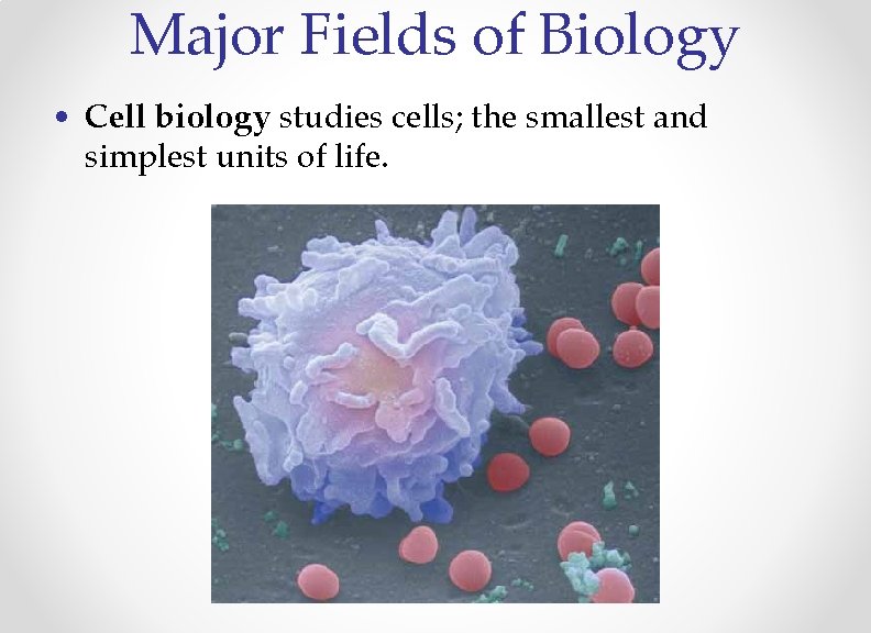 Major Fields of Biology • Cell biology studies cells; the smallest and simplest units