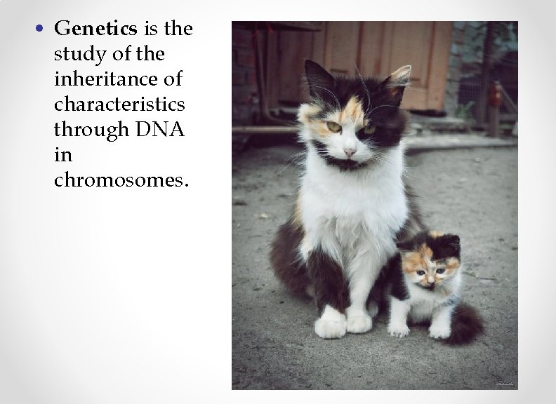  • Genetics is the study of the inheritance of characteristics through DNA in