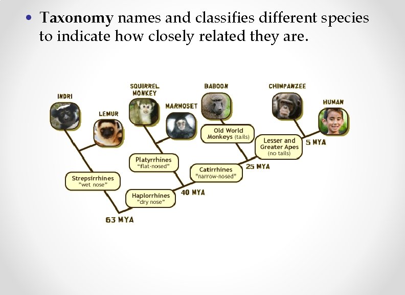  • Taxonomy names and classifies different species to indicate how closely related they