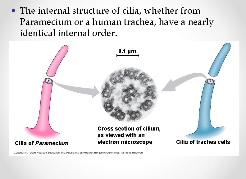  • The internal structure of cilia, whether from Paramecium or a human trachea,