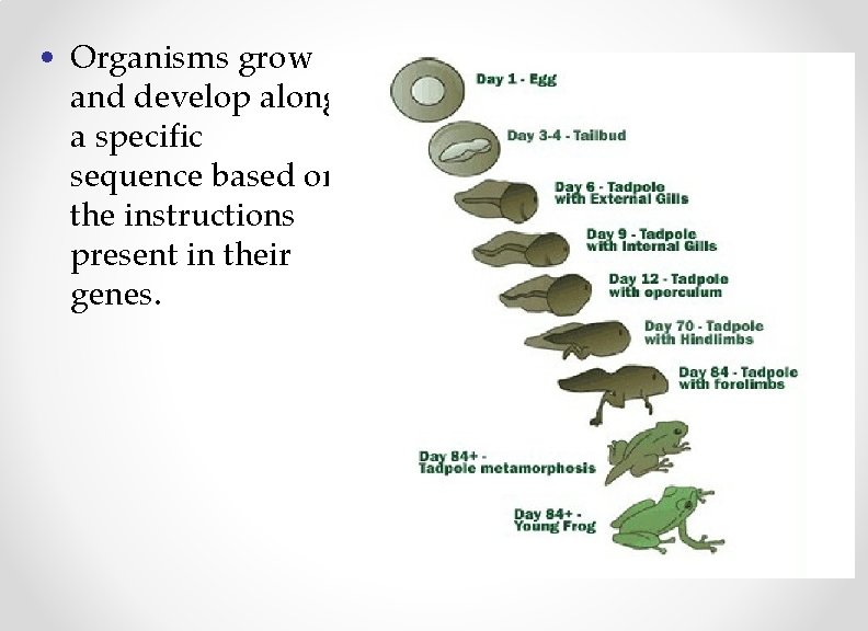  • Organisms grow and develop along a specific sequence based on the instructions