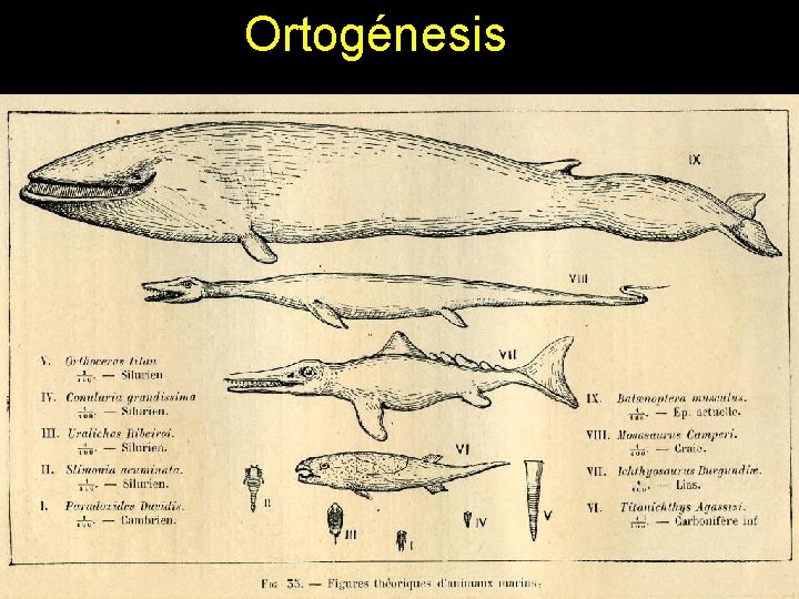 Ortogénesis 