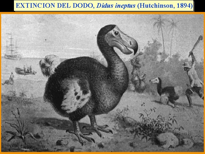 EXTINCION DEL DODO, Didus ineptus (Hutchinson, 1894) 