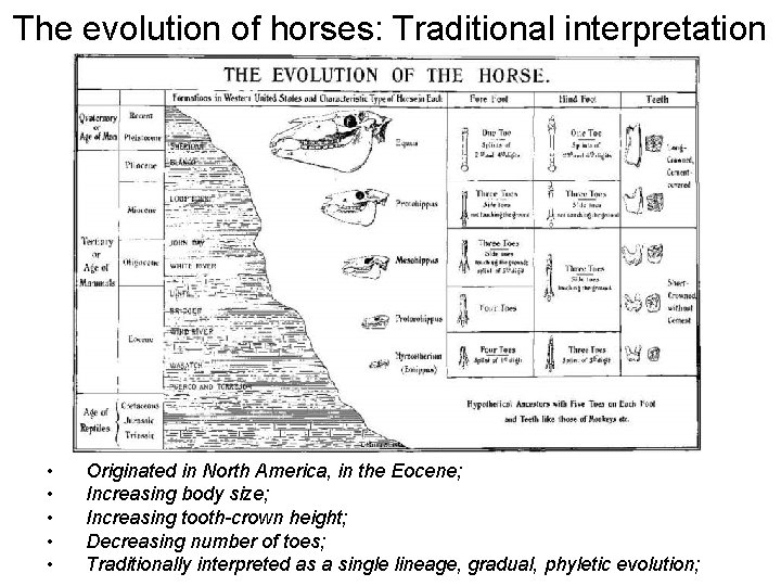 The evolution of horses: Traditional interpretation • • • Originated in North America, in